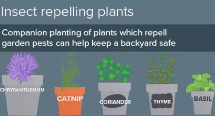 Insect repelling plants garden insects pests simplelifemom list bugs plant deck around article house ideas gardening mom patio simple life