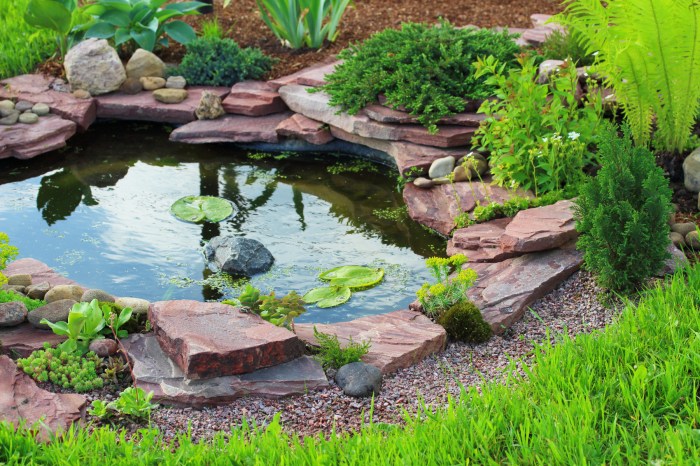 Plants water ponds aquatic pond lilies features plant feature lilys use nashville maintenance koi ecosystem area wide fish hardy colorado