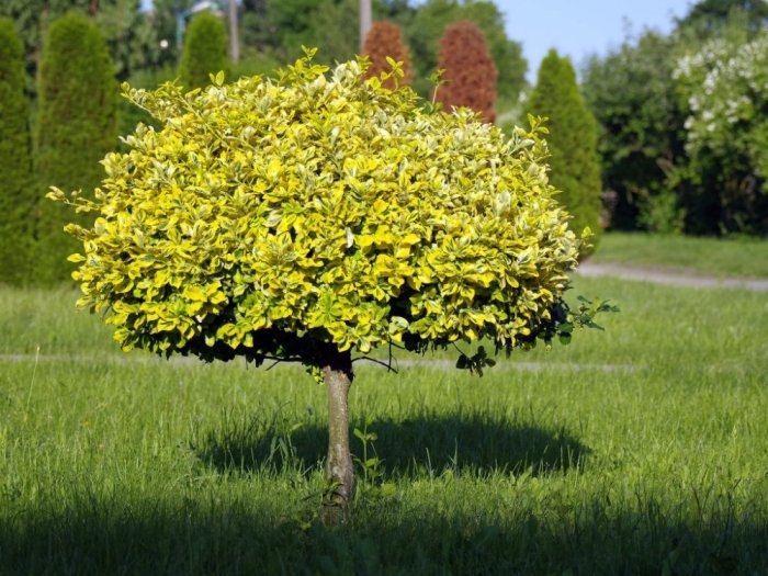 Jenis Pohon yang Cocok untuk Taman Kecil