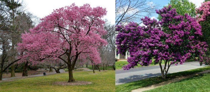 Gardens homesfornh yards shrubs