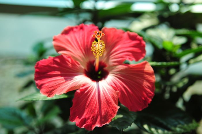 Flowers exotic africa