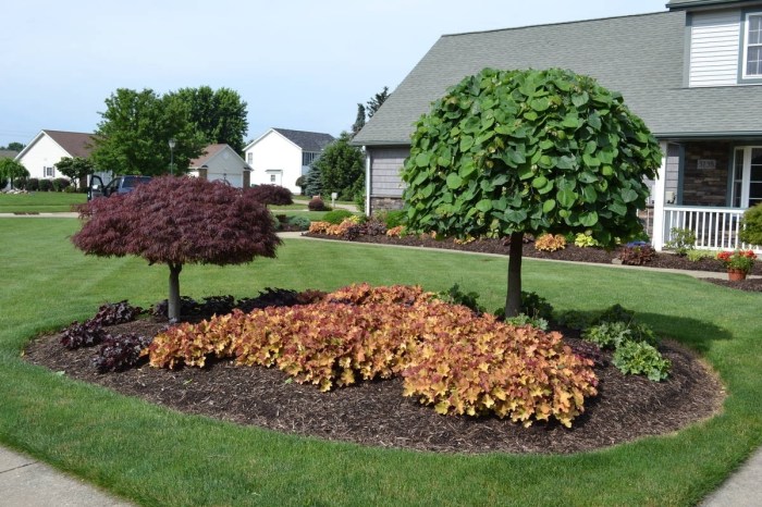 Tree trees flowering yard garden front beautiful plant most landscaping ornamental house flower shade flowers purple backyard ideas planting gardens