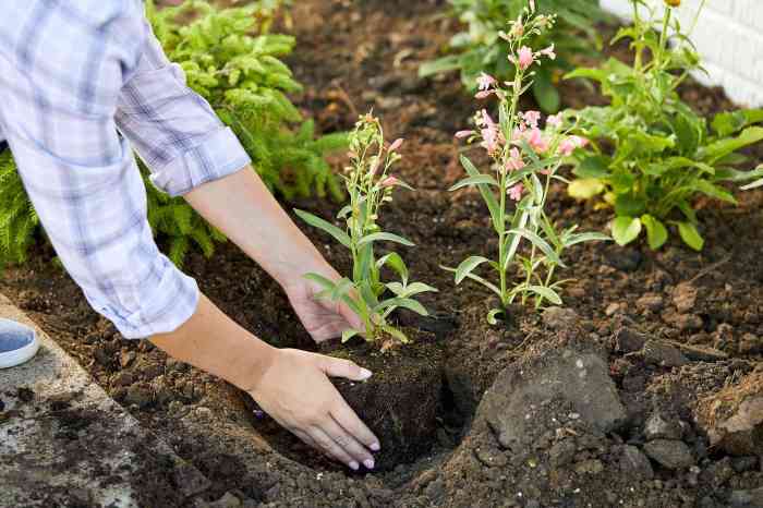 Plant flowers spring garden