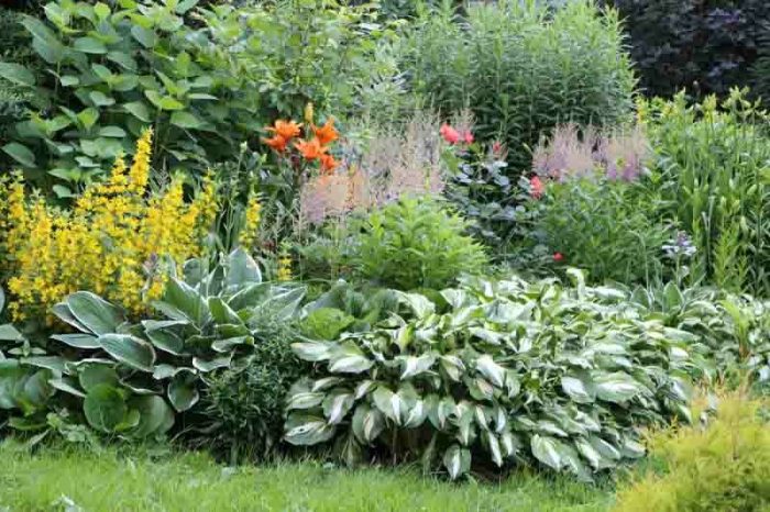 Shade plants love gorgeous beesandroses lenten rose